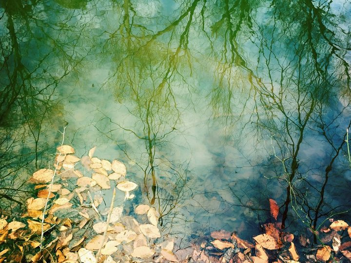 Trees reflected in still water, fallen leaves at its edge